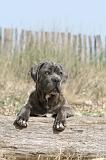 CANE CORSO 213